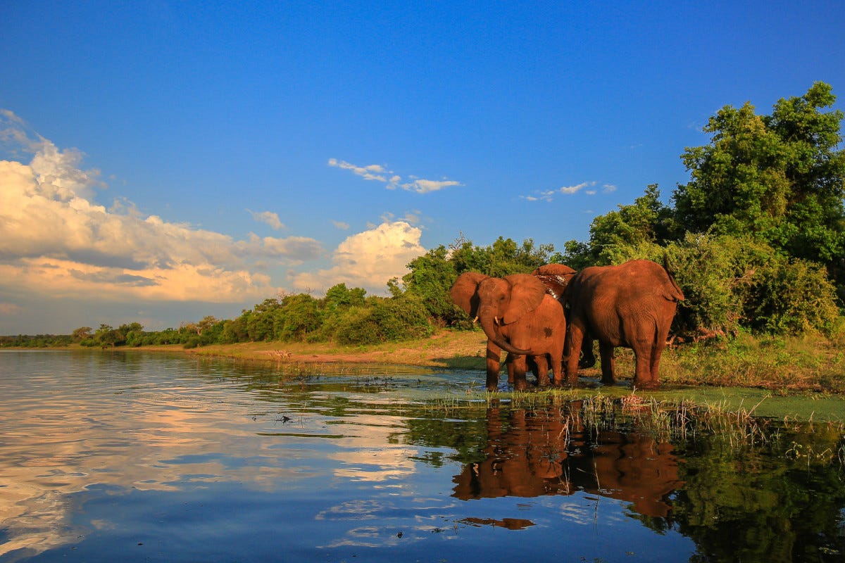 Elefanti al parco nazionale Kruger Mozambico (da finire)