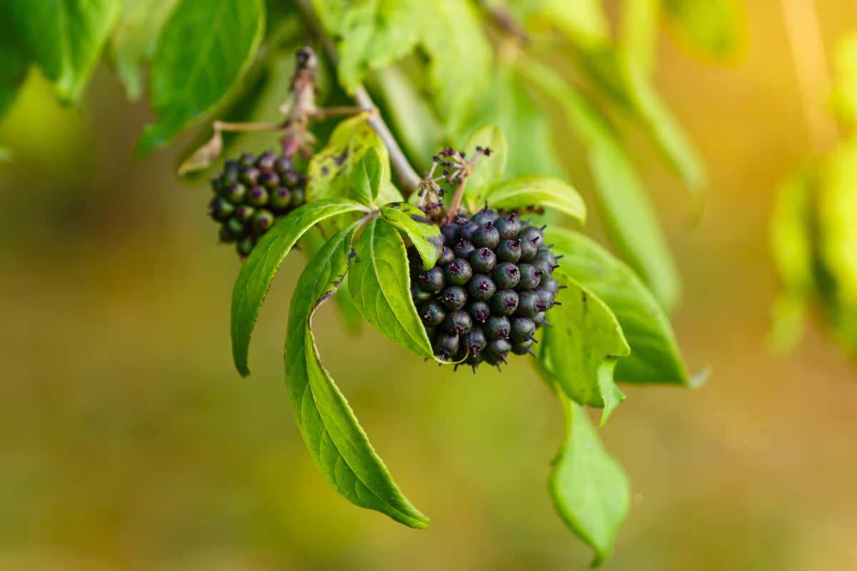 Stanchi? Perché non provare l'eleuterococco, il ginseng siberiano Stanchi? Perché non provare l'eleuterococco, il ginseng siberiano