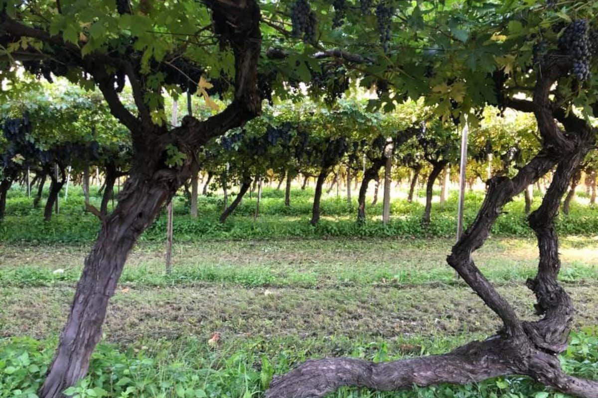 Alcuni vigneti a piede franco (prefillossera) di Albino Armani Tre Bicchieri e Slow Food: il momento d'oro dell'Enantio