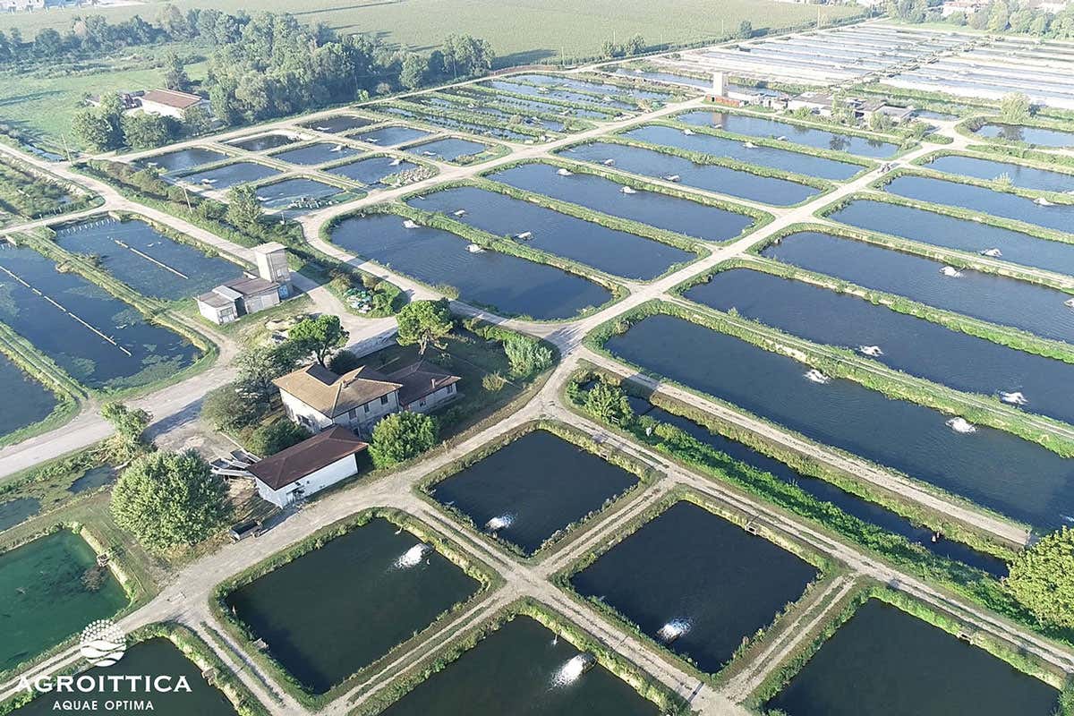 “Calvisius & Friends”, la festa gastronomica che celebra il caviale italiano
“Calvisius & Friends”, la festa gastronomica che celebra il caviale italiano