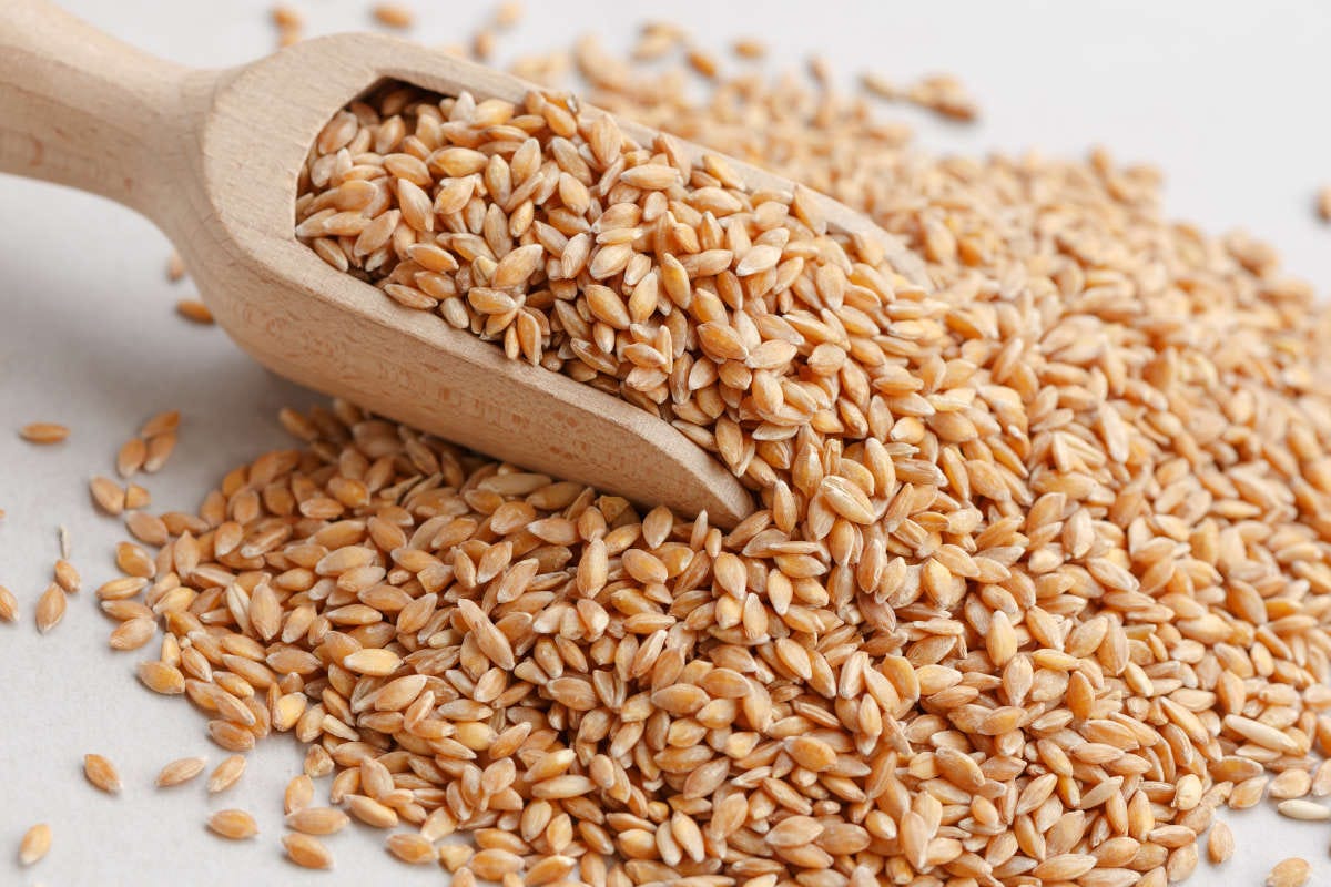 Enkir: il ritorno dell'antenato dei cereali per una rivoluzione nella cucina moderna