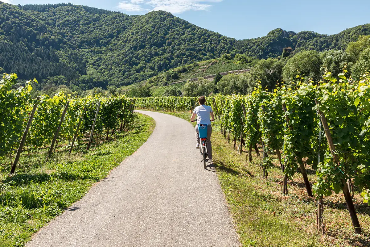 Vino e e-biker, l'abbinata funziona sempre di pi&ugrave; Le degustazioni non bastano pi&ugrave;, il successo delle cantine passa dall'interazione con il territorio