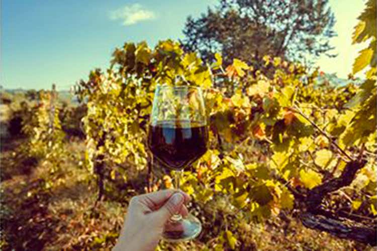 Puntare sul turismo del vino come locomotore della ripartenza turistica “Turismo del vino in Italia. Storia, normativa e buone pratiche”