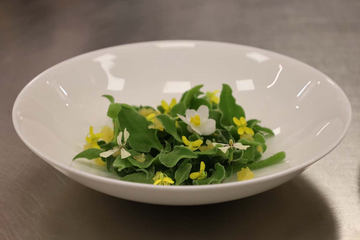 La Ficoide Glaciale, pianta grassa sudafricana, qui preparata da chef Enrico Crippa con una begonia bianca per rendere cromaticamente migliore l'estetica del piatto