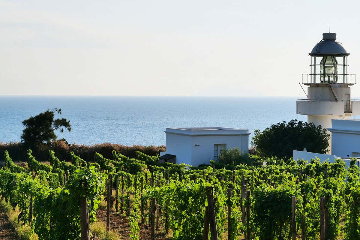Vigneti in riva al mare Il vino alle Eolie, una storia lunga 4mila anni Vigneti in riva al mare Il vino alle Eolie, una storia lunga 4mila anni