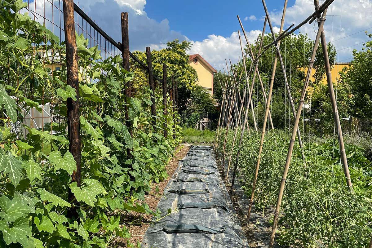 Erba Brusca. Foto: Facebook Cosa “cresce” al ristorante? I migliori locali italiani con l’orto