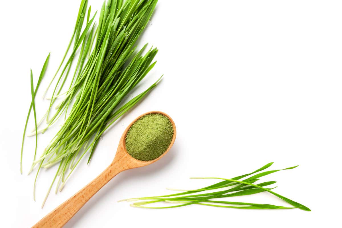 Ecco quali sono le proprietà nutrizionali dell'erba di grano