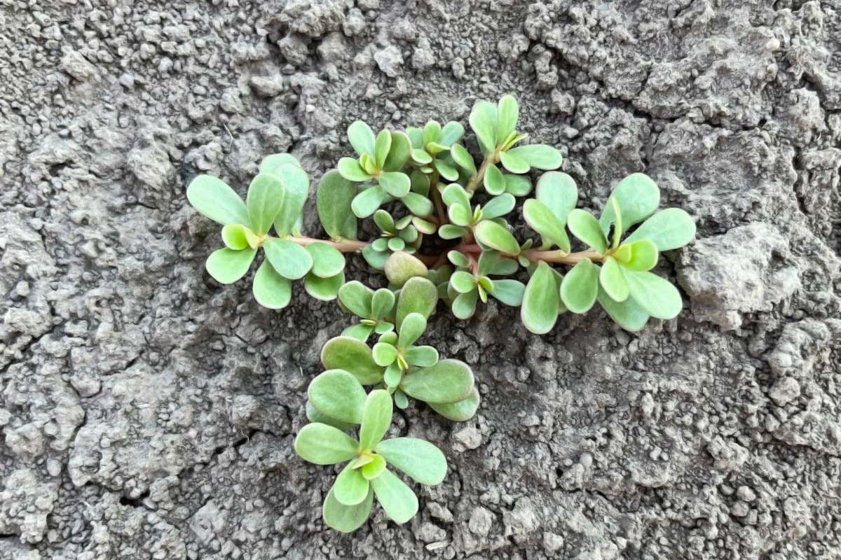 Dal Salento l'esempio di un uso intelligente in cucina delle erbe spontanee