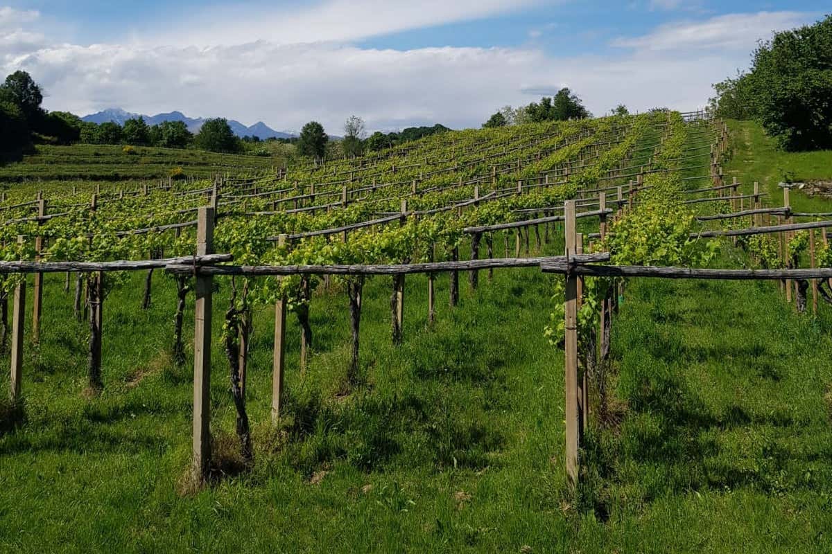 Alla scoperta delle denominazioni del vino del Canavese Alla scoperta delle denominazioni del vino del Canavese