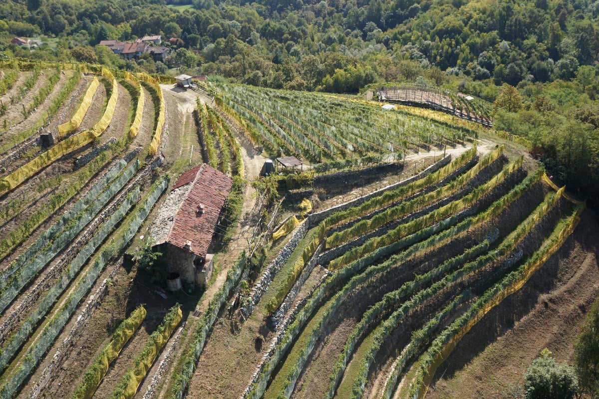Alla scoperta delle denominazioni del vino del Canavese Alla scoperta delle denominazioni del vino del Canavese