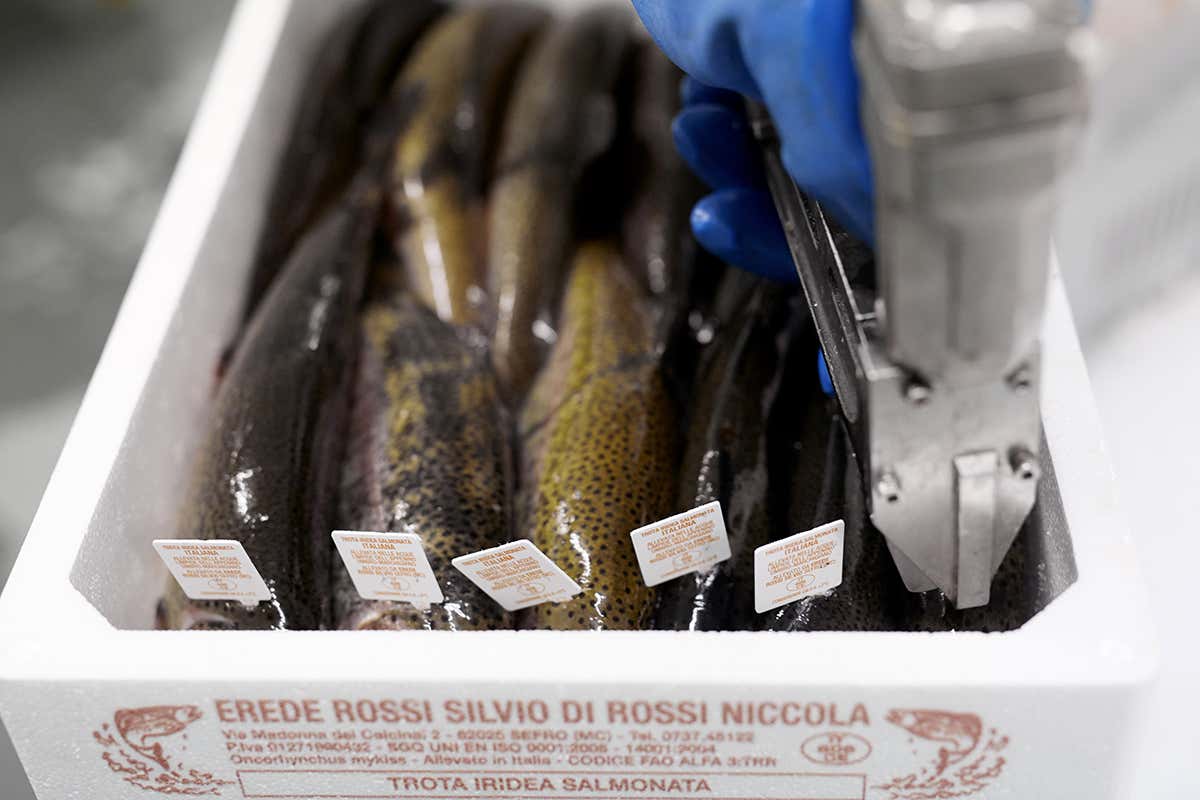 Erede Rossi Silvio, da allevamento di trote nelle Marche a modello italiano in Europa Erede Rossi Silvio, da allevamento di trote nelle Marche a modello italiano in Europa