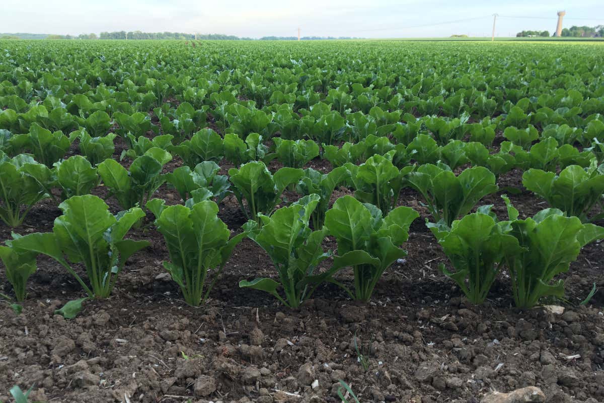 Barbabietole da zucchero Emissioni ridotte, certificazione e imballaggi: così Eridania è ancora più green