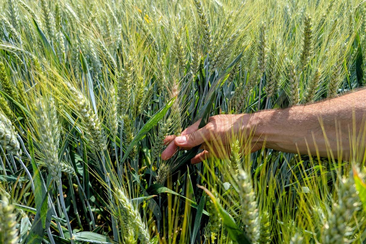 Ersaf, l’ente poco conosciuto che protegge territorio e agroalimentare lombardo ersaf
