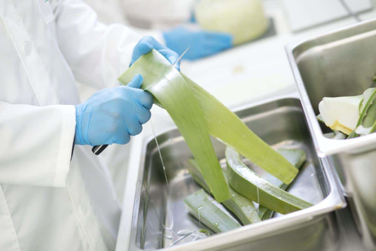 Dalla terra alla bellezza: l'innovazione dei cosmetici sostenibili negli hotel