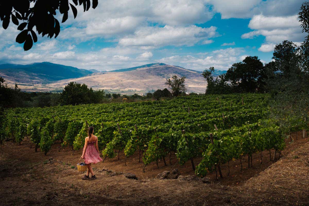 Consorzio Etna Doc,&nbsp; 30% di imbottigliato nel primo semestre del 2022