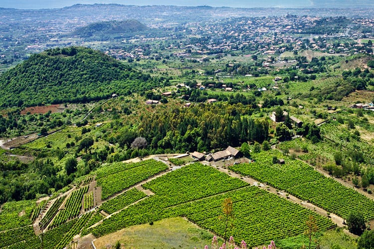 (Dall'Etna i vini di Cantine Nicosia Il vulcano rivive nella mineralità)