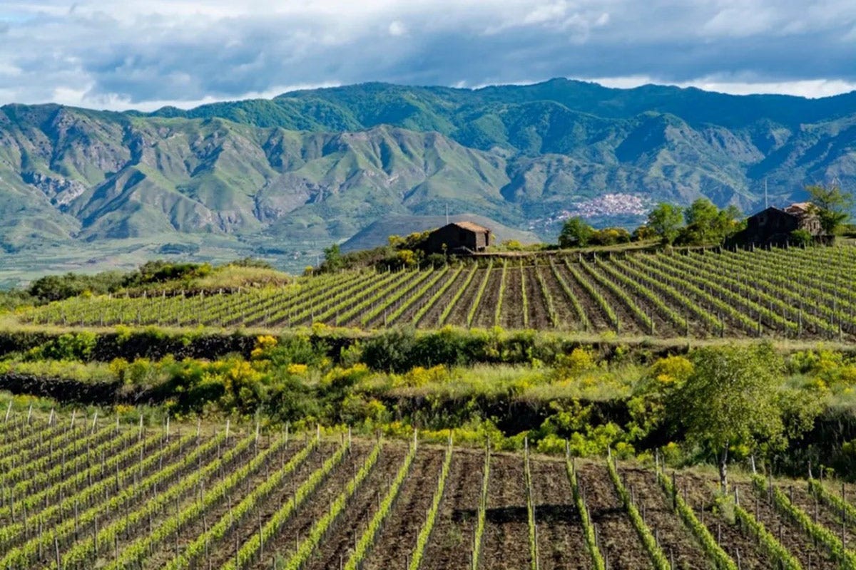 Vigneti sull'Etna  Chi premierà il 2023 del vino? Etna e Alto Adige pronte al grande salto