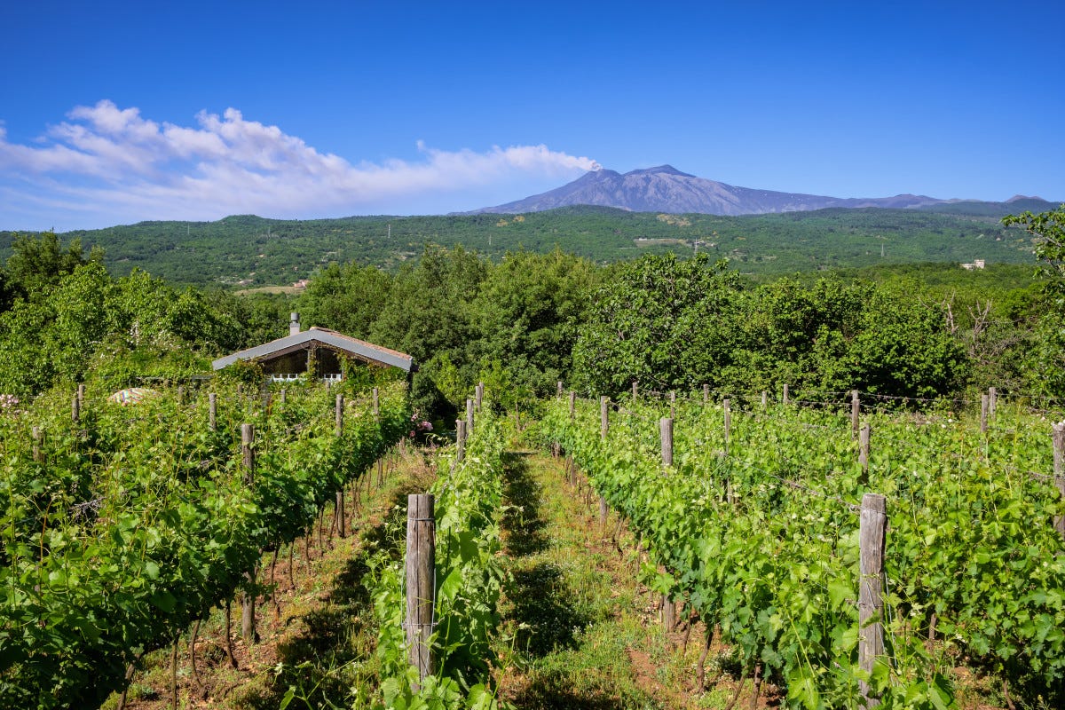 La produzione vitivinicola dell'Etna è d'eccellenza Lavica celebra l'Etna un vulcano di eccellenze gastronomiche