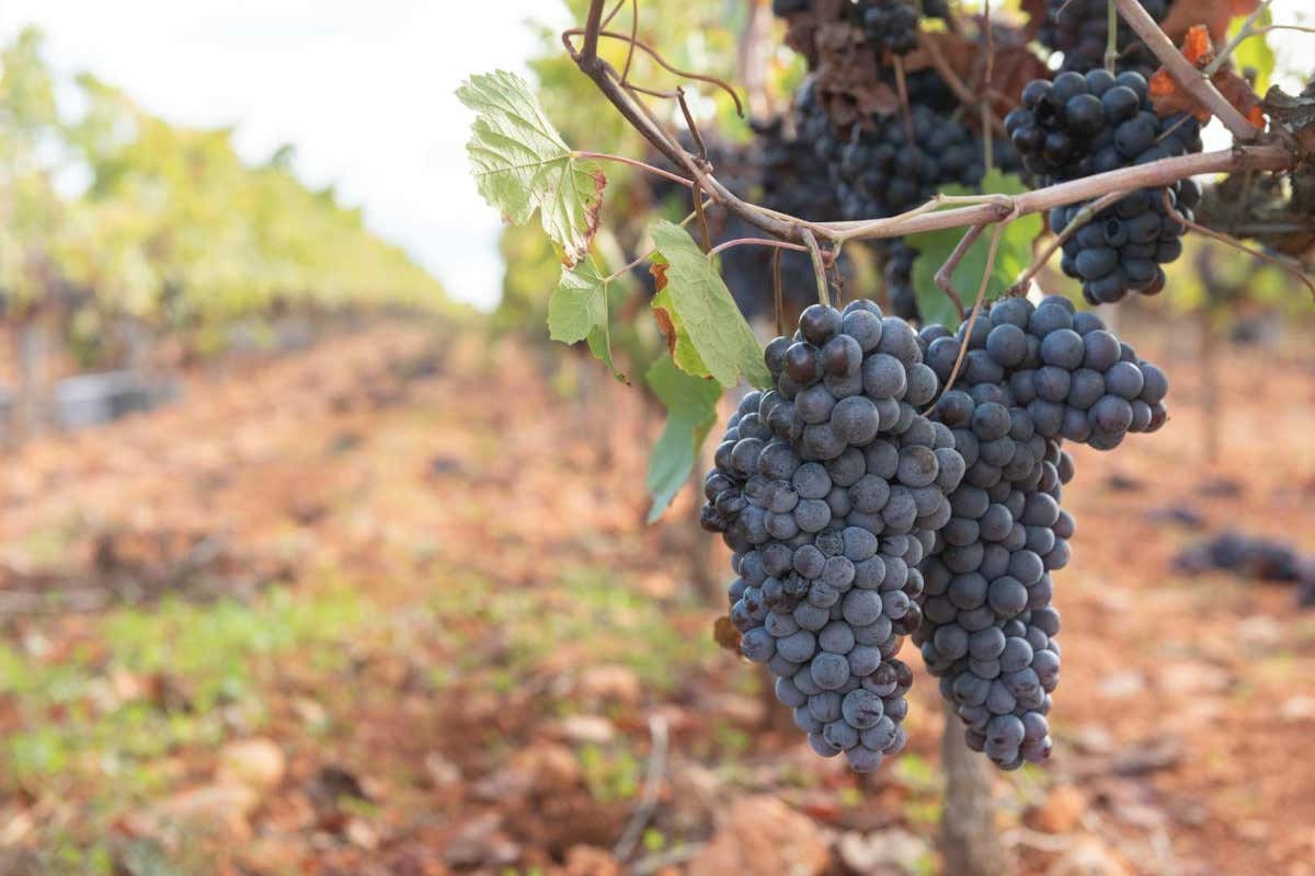 Consorzio Etna Doc, è corsa contro il tempo per ottenere la Docg nel 2026 Consorzio Etna Doc, è corsa contro il tempo per ottenere la Docg nel 2026