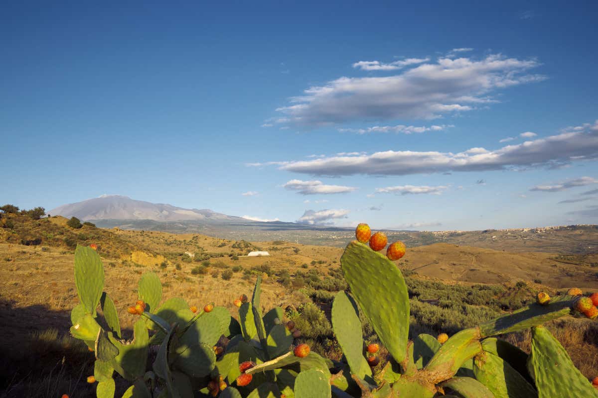 Fichi d'India con l'Etna sullo sfondo  Dal pistacchio al miele dalle fragole alle mele: tutto il gusto dell’Etna