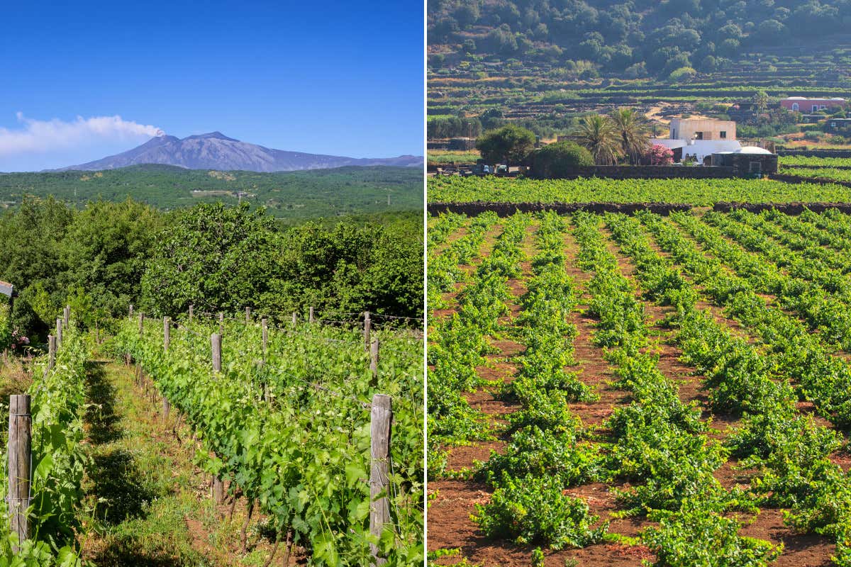 Le vigne sulle pendici dell’Etna e quelle di Pantelleria