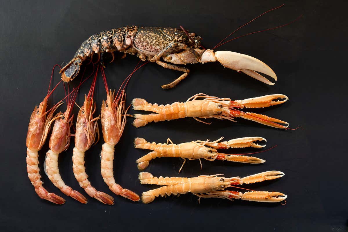 Il barbecue di Exè Restaurant accende il gusto sulle colline modenesi