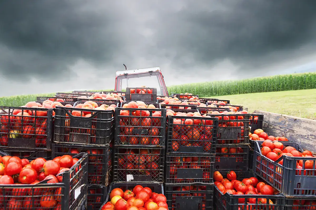 I prodotti alimentari trainano l'export a febbraio