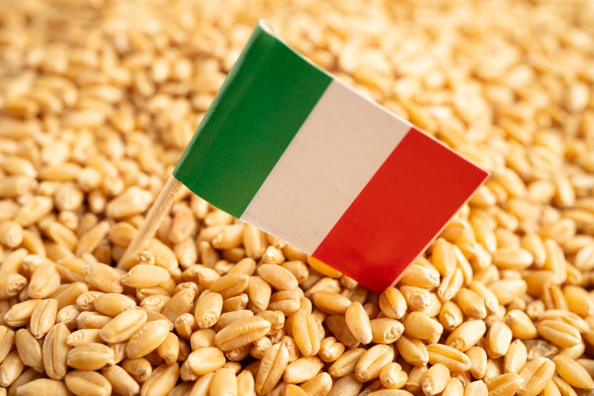 Dazi Usa l’agroalimentare italiano perde 600 milioni nei primi sette mesi del 2025