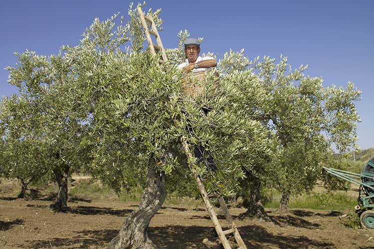 (L’extravergine di qualità nasce dal produttore consapevole)