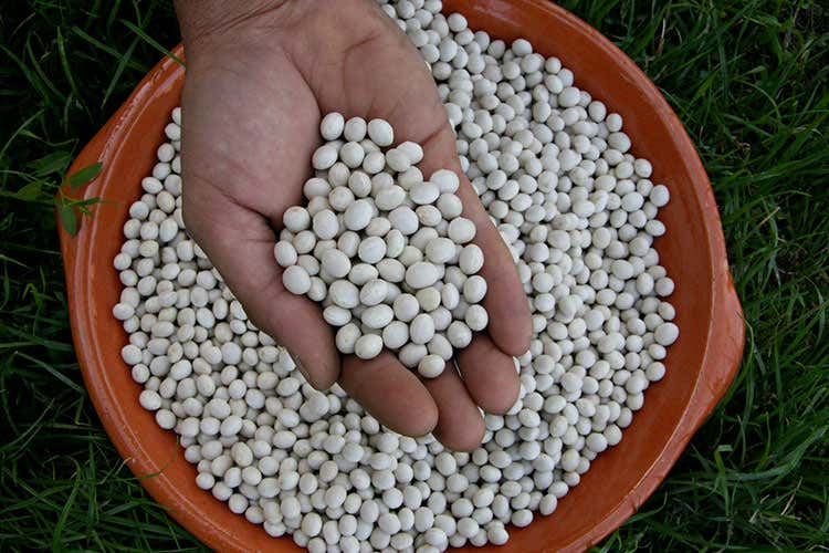 Il fagiolo tondino del Tavo - Il fagiolo tondino del Tavo entra nella rete dei Presidi Slow Food