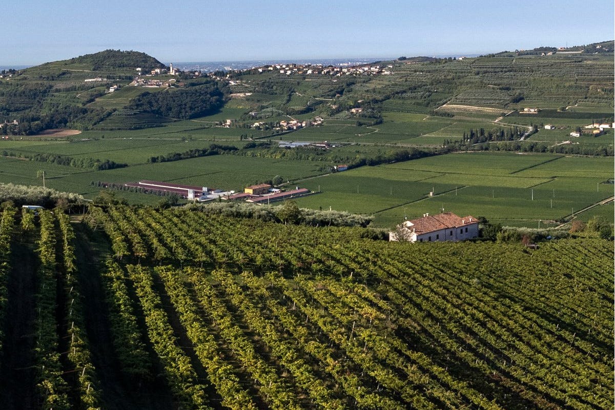 L'azienda vitivinicola Falezze si trova in provincia di Verona Gli Amaroni di Falezze incontrano la cucina di Gianfranco Perbellini