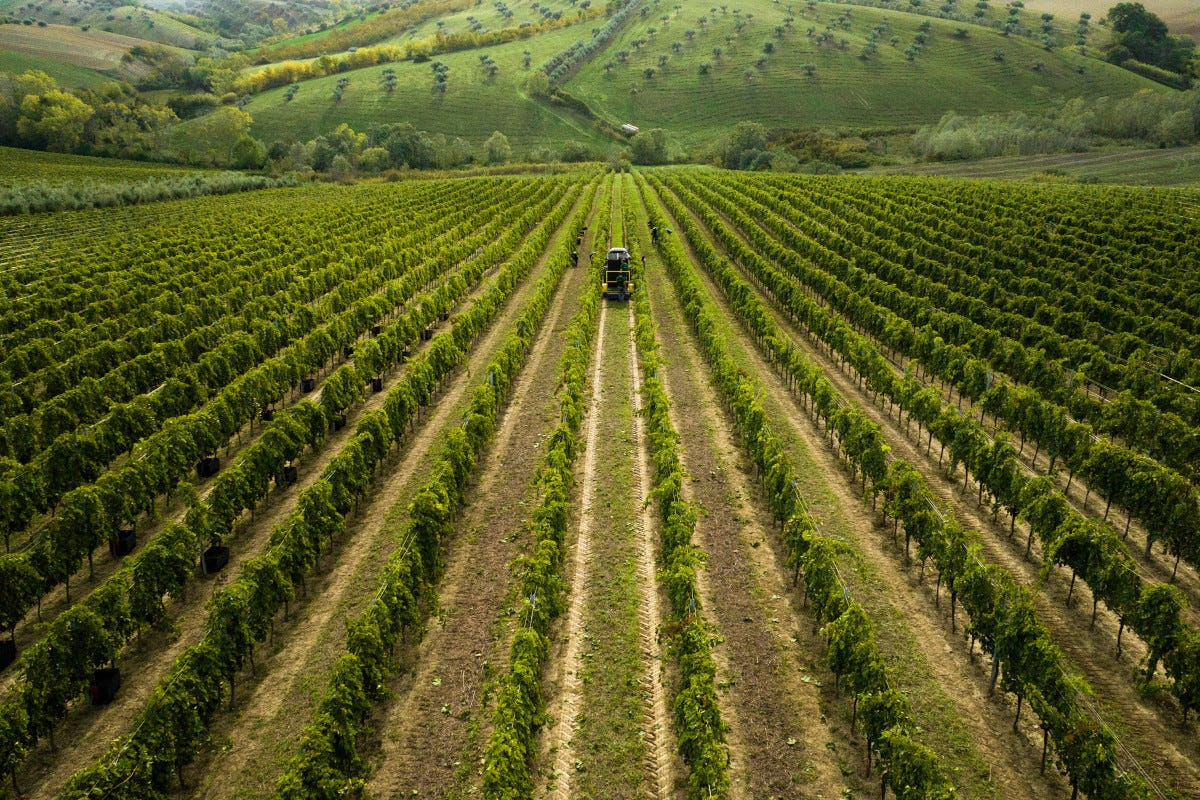 Fantini, l'azienda vitivinicola fondata a Ortona nel 1994  Il nuovo sito web user-friendly di Fantini spalancato su vini e territori