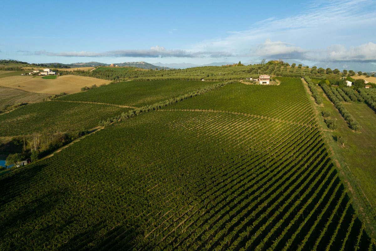 L’enologia sostenibile di Fantini Group per tutelare l’ambiente
