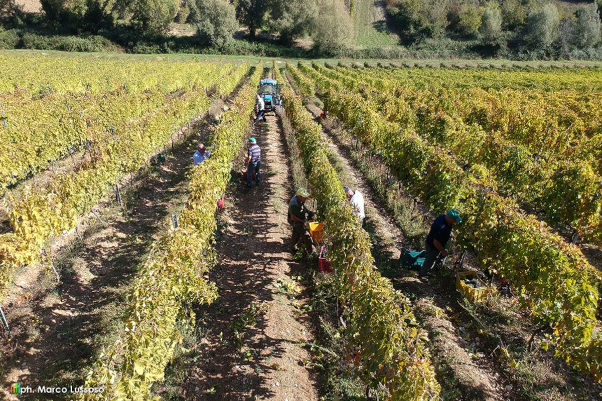 Le vigne Faraone Vini, l’Abruzzo enologico che si distingue