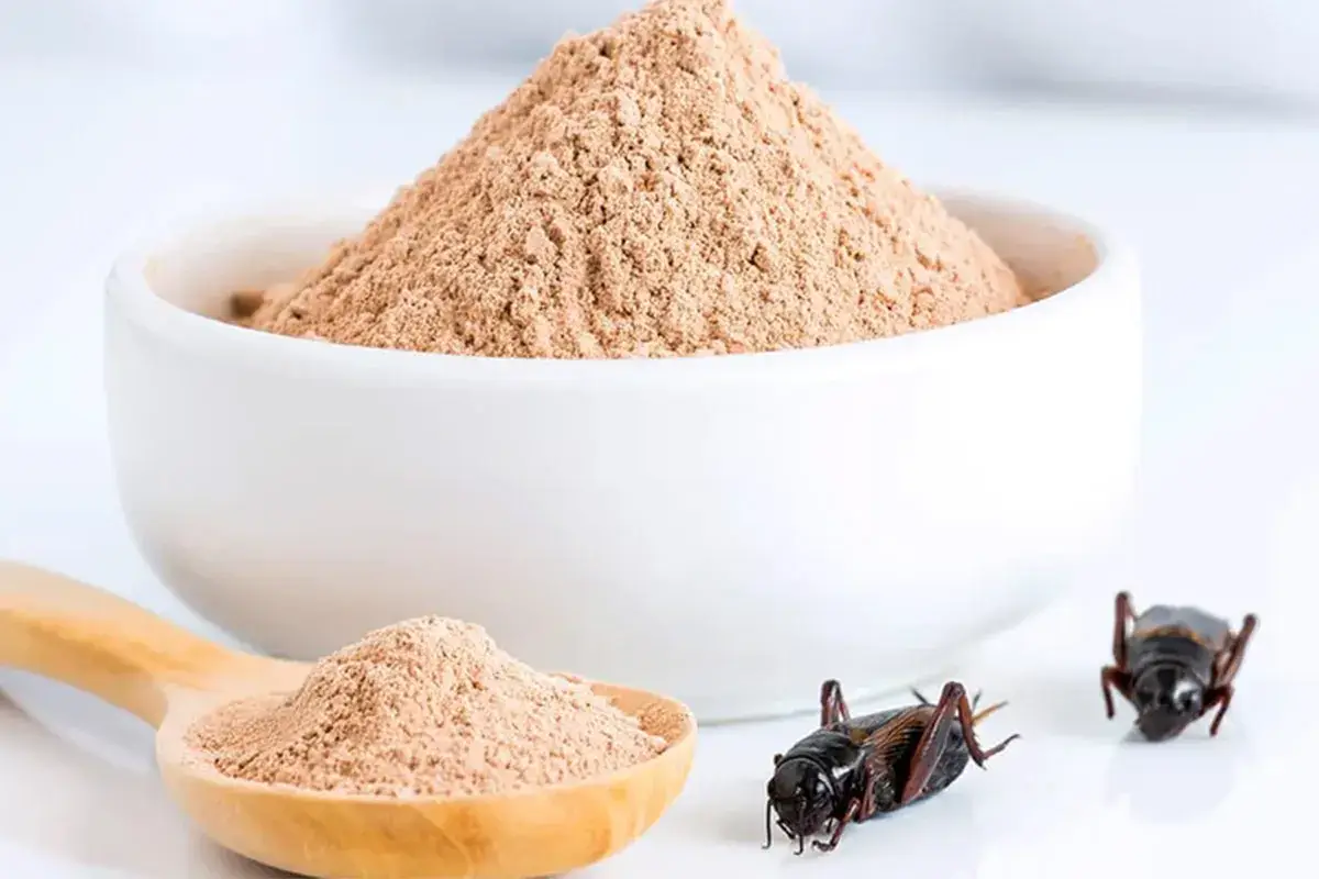 Farina di grillo ITA0039: &laquo;Farine di insetto: a rischio la salute dei consumatori e la dieta mediterranea&raquo;