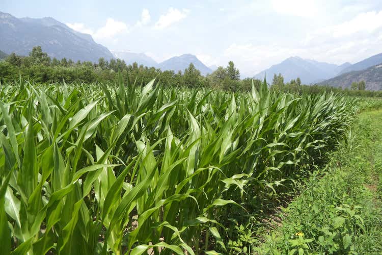 La polenta di Buera Locale, rustica e di grande valore