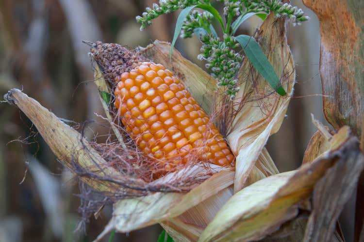 La polenta di Buera Locale, rustica e di grande valore