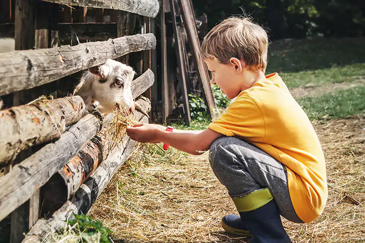 Bimbi in fuga dall'Ucraina ospitati nelle fattorie italiane
