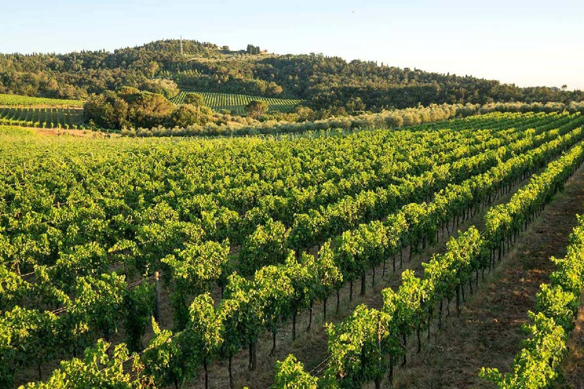 Fattoria di Petrognano, una storia di famiglia che &ldquo;sposa&rdquo; l&rsquo;innovazione