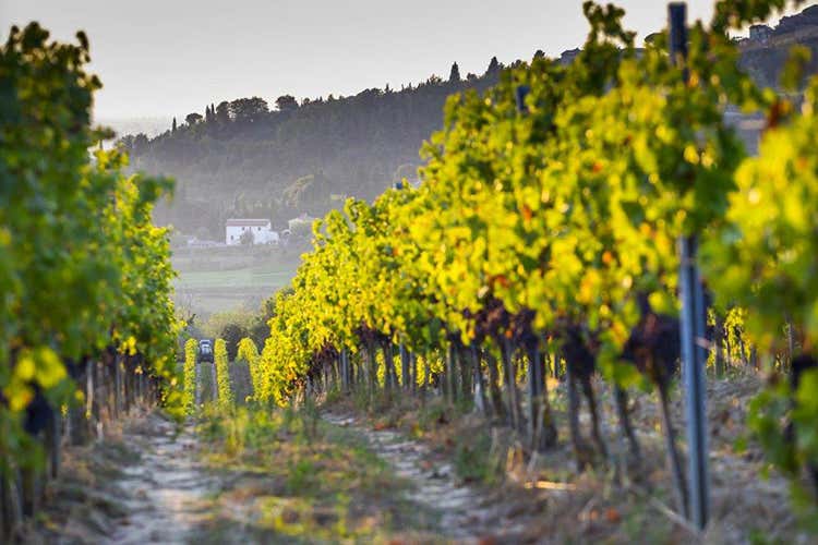 (Fattoria Villa Saletta Tris di medaglie d’oro a Mundus Vini) (Fattoria Villa Saletta Tris di medaglie d’oro a Mundus Vini)