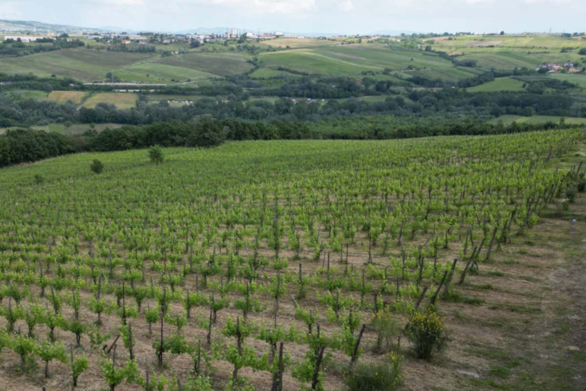 Il vino campano alla prova del mercato e alla sfida del futuro