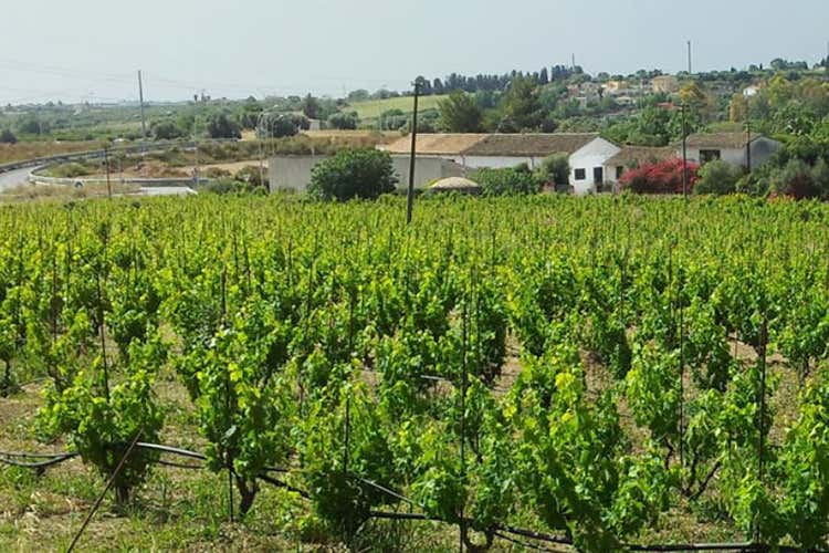 (Micol 2017 di Fausta Mansio Esplosione di aromi e mineralità)