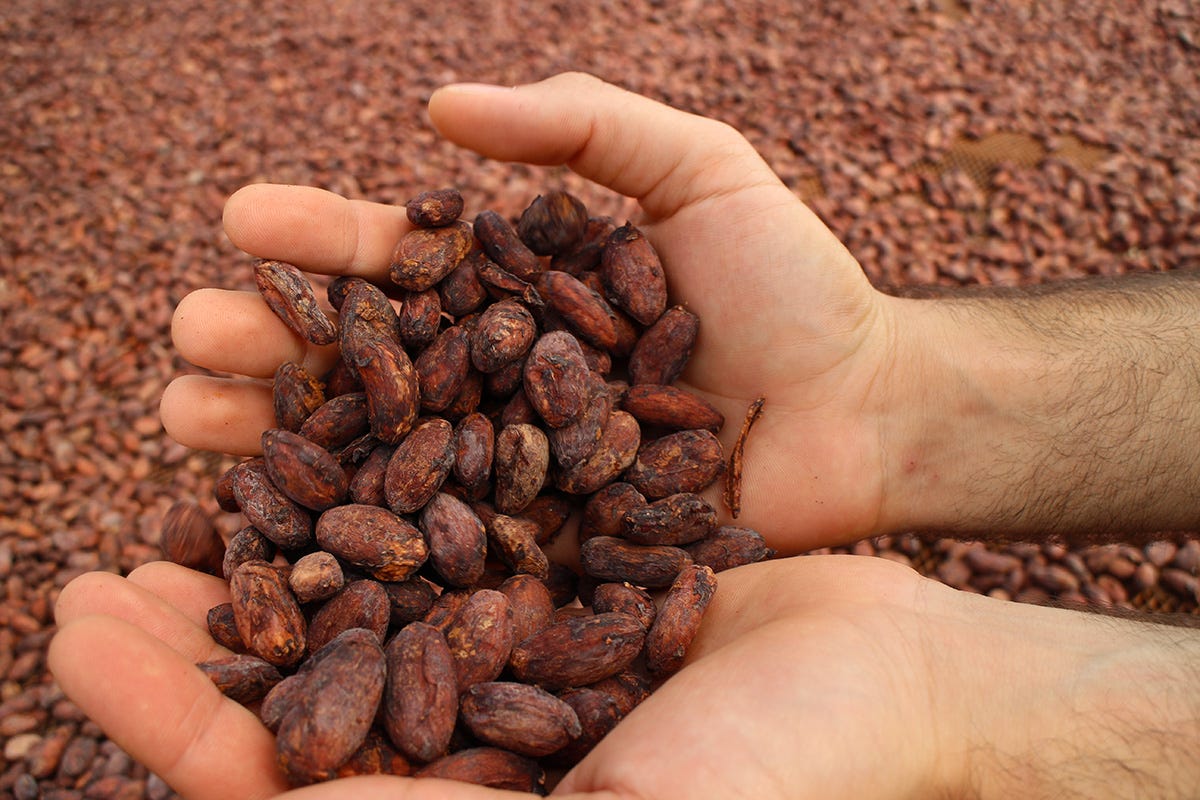 Grande supporto viene dato ai coltivatori nei paesi di origine Icam Cioccolato: un’azienda sempre più sostenibile