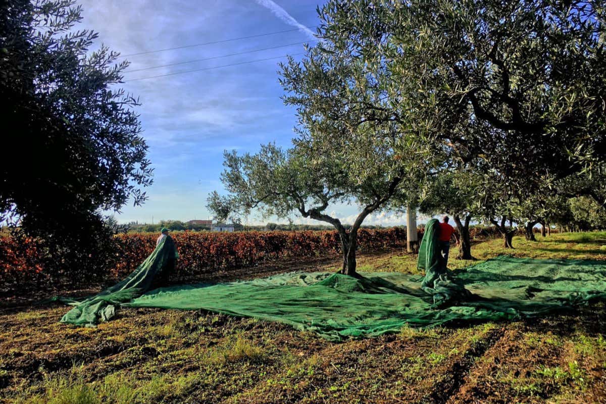 Il borgo antico che torna a vivere grazie ai vini della famiglia De Gregorio Il borgo antico che torna a vivere grazie ai vini della famiglia De Gregorio