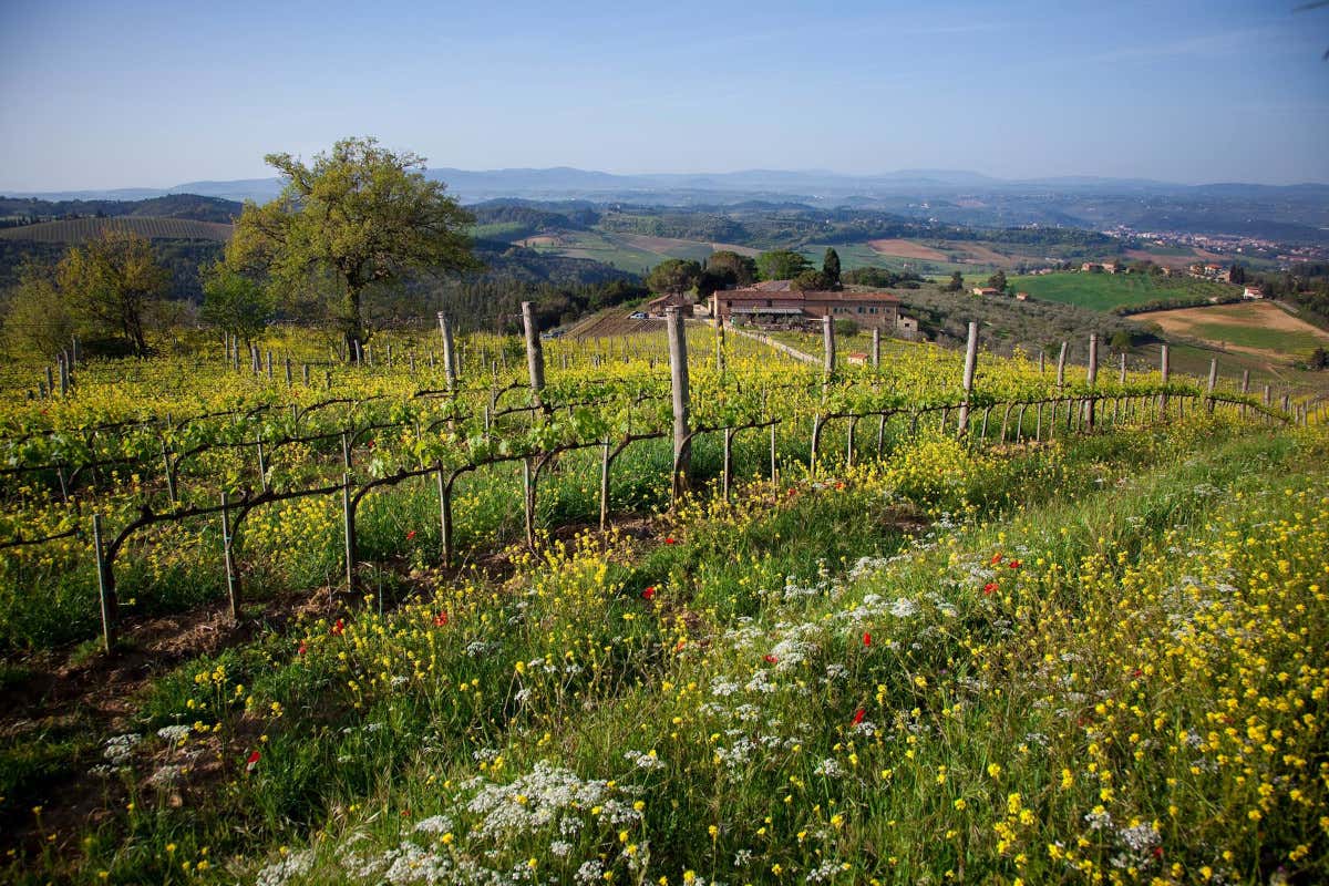 Dal Sangiovese al Nerello Mascalese: il progetto che unisce Poggibonsi e l’Etna