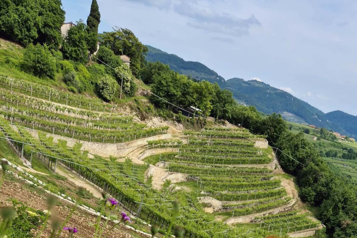 Valpolicella: produzione stabile, bottiglie in calo e investimenti sulla promozione