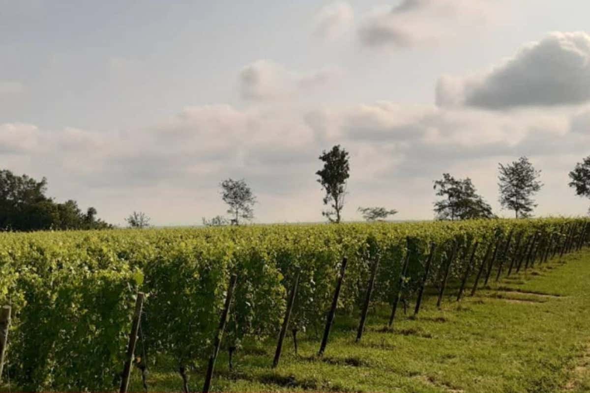 Nebbioli dell'Alto Piemonte, la nuova mappa racconta i suoli delle dieci Denominazioni Nebbioli dell'Alto Piemonte, la nuova mappa racconta i suoli delle dieci Denominazioni