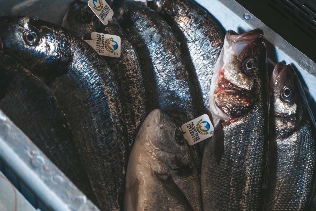 Tra le colline umbre spuntano i salumi di pesce: il laboratorio di Sapore di Mare