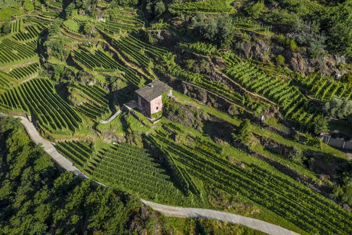 Dal Sassella allo Sforzato Albareda, appassito sui graticci per oltre tre mesi, una produzione che esalta l'identità della Chiavennasca