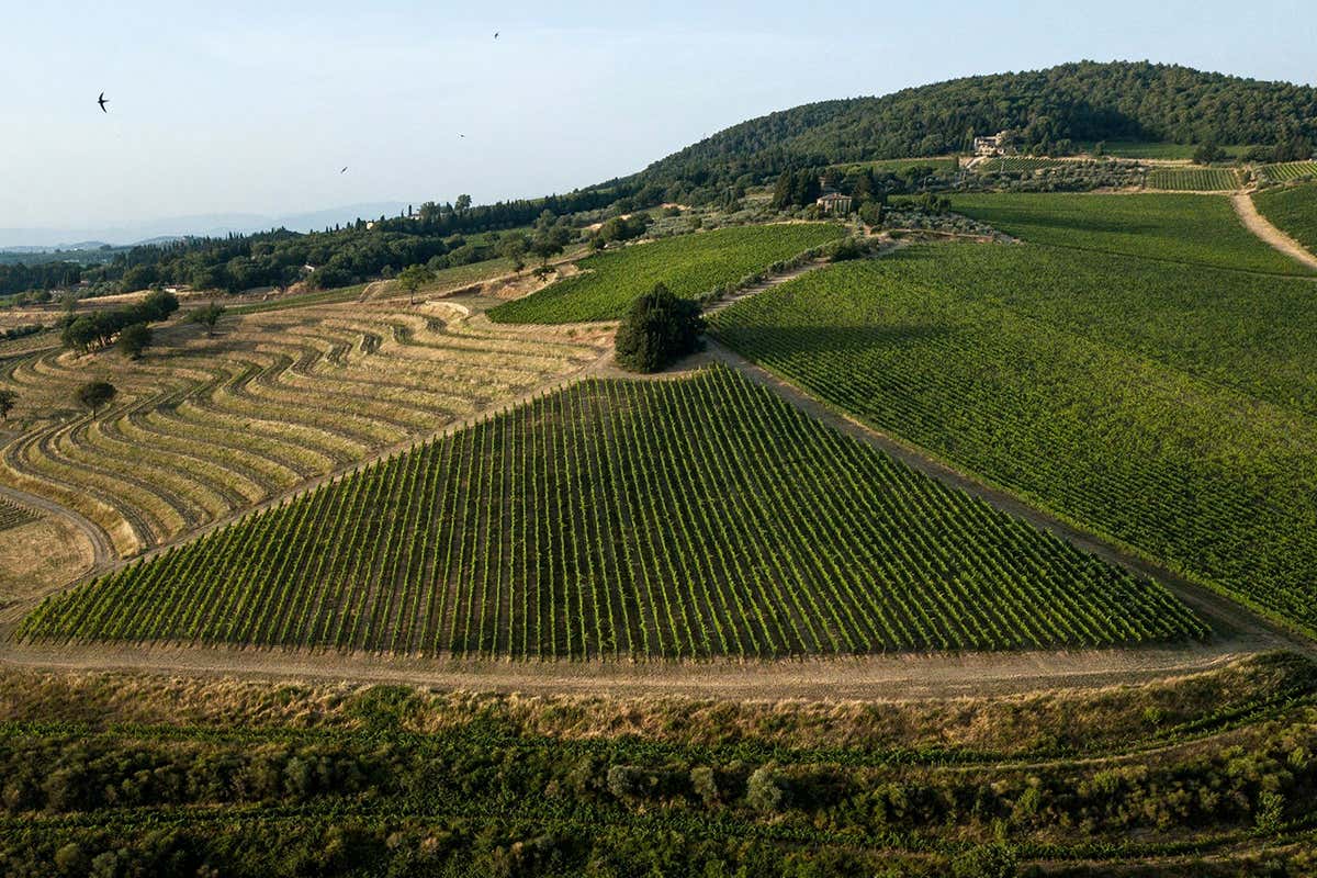 I vigneti del Chianti Classico raccontano la lettura delle UGA e la diversità dei singoli territori.